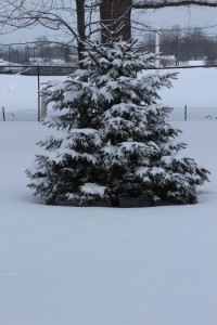 snowfall february 22 01
